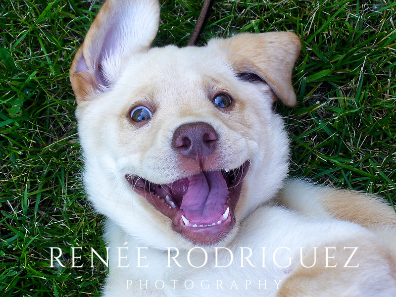 Pet Photography