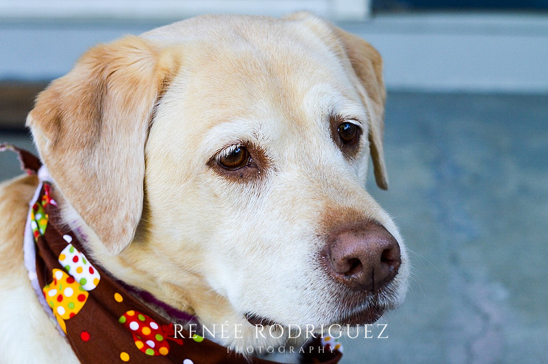 Pet Photography